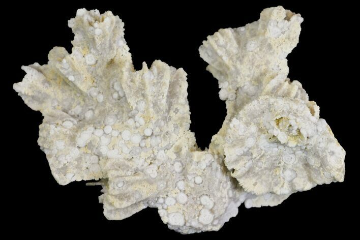 Jurassic Coral Colony Fossil - Germany #157331